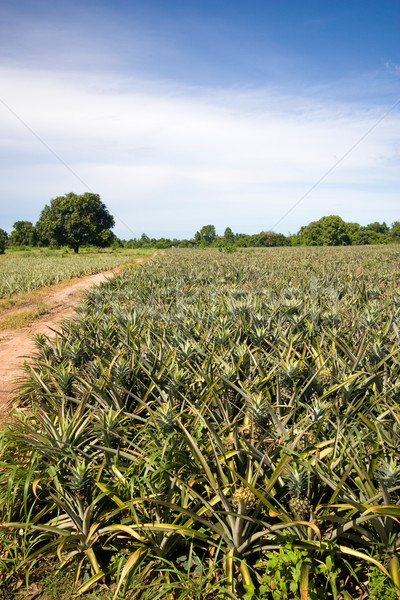 Ananas bahçe Tayland meyve yaz yeşil Stok fotoğraf © jomphong