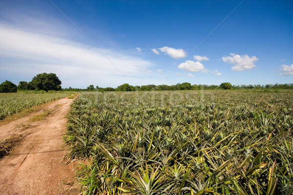 Ananas bahçe Tayland meyve yaz yeşil Stok fotoğraf © jomphong