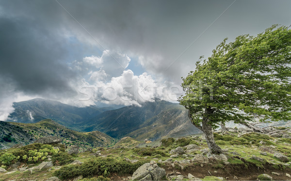 A windswept tree on a mountain ridge on the GR20 in Corsica Stock photo © Joningall