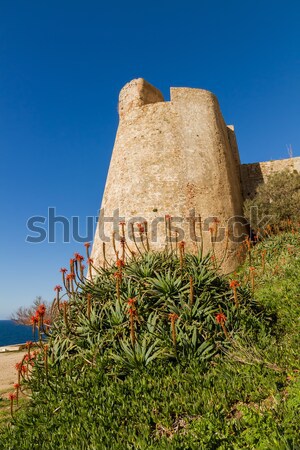 Kwitnienia aloesu cytadela ściany korsyka morze Śródziemne Zdjęcia stock © Joningall
