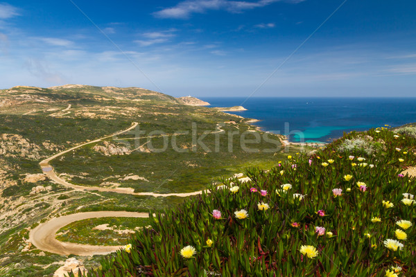Flowers, maquis and La Revellata lighthouse in Corsica Stock photo © Joningall