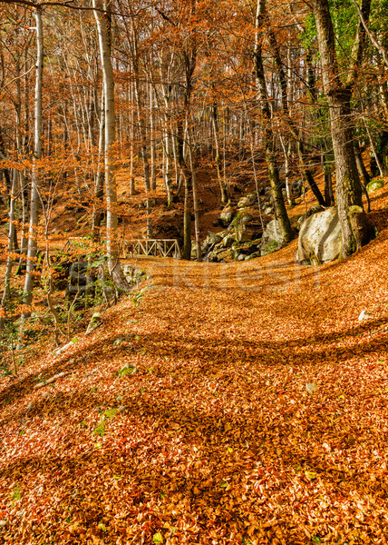 A path of golden autumn leaves in a forest in Corsica Stock photo © Joningall