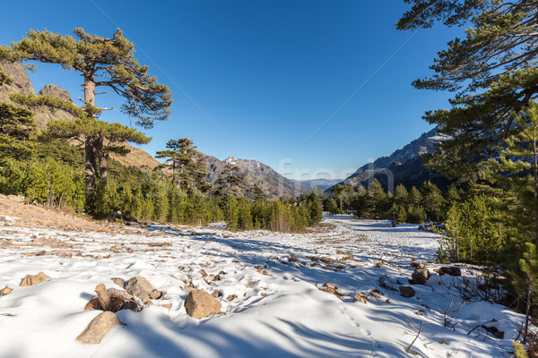 Sneeuw bergen corsica pine bomen Stockfoto © Joningall