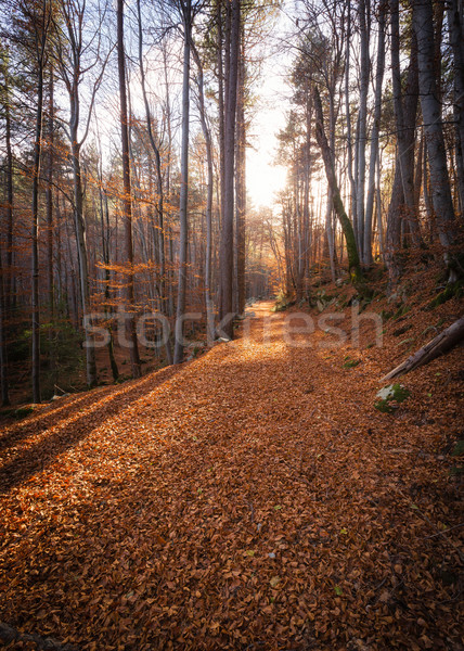 A path of golden autumn leaves in a forest in Corsica Stock photo © Joningall