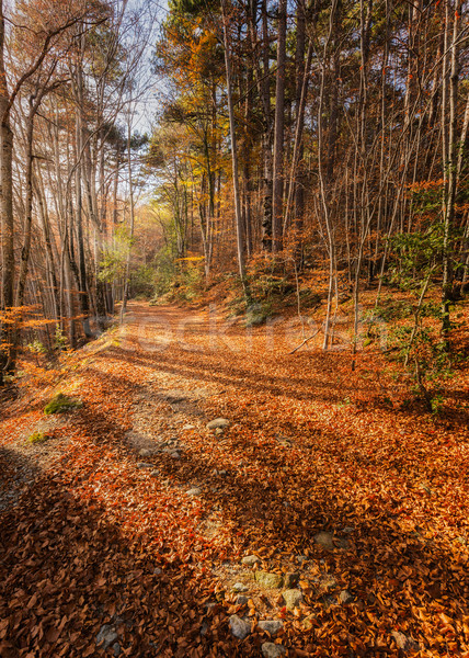 A path of golden autumn leaves in a forest in Corsica Stock photo © Joningall