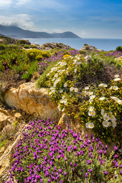 Purple and white flowers in the maquis at La Revellata near Calvi in Corsica Stock photo © Joningall
