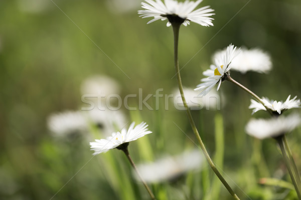 Daisies dancing in the wind against a green backdrop Stock photo © Joningall