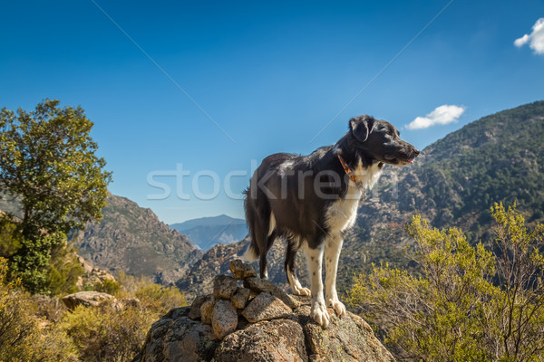 Border collie dog on rocky outcrop in Corsica Stock photo © Joningall