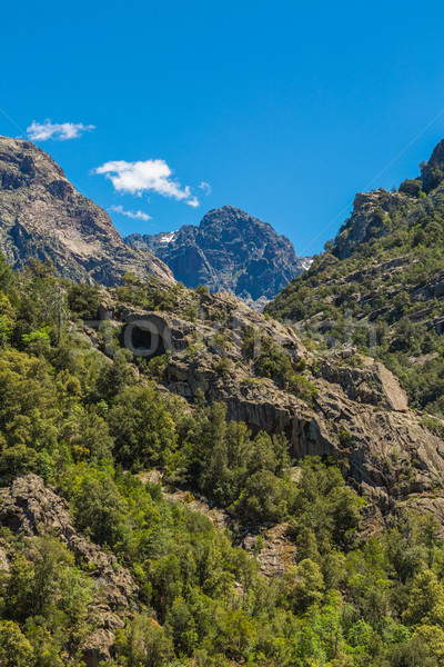 Foto d'archivio: Corsica · foresta · settentrionale · cielo · montagna · parco