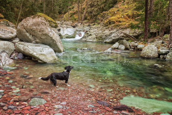 Border collie câine râu munte pădure Imagine de stoc © Joningall