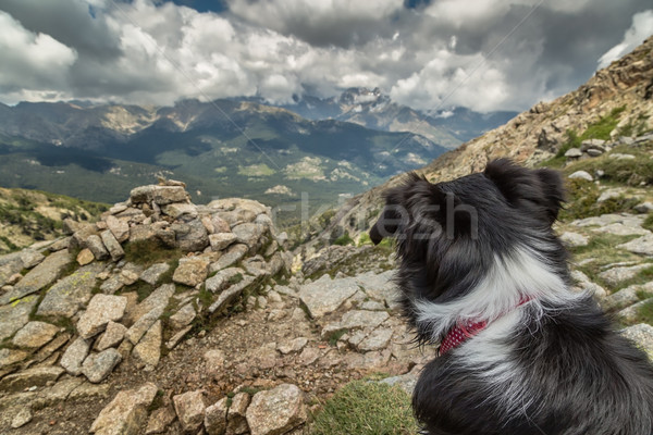 Border collie cão olhando fora montanhas de volta Foto stock © Joningall