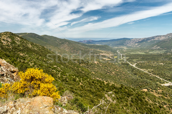 Estrada costa córsega vale flores amarelas primeiro plano Foto stock © Joningall