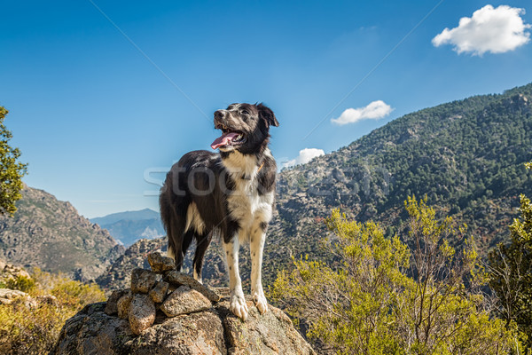 Border collie dog on rocky outcrop in Corsica Stock photo © Joningall