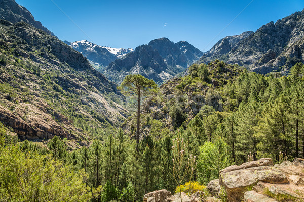 Córcega forestales cielo montanas parque Foto stock © Joningall