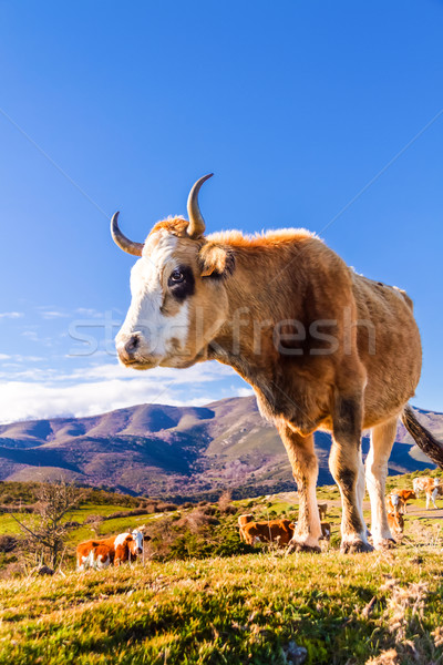 Corsican Cow at Col de San Colombano Stock photo © Joningall