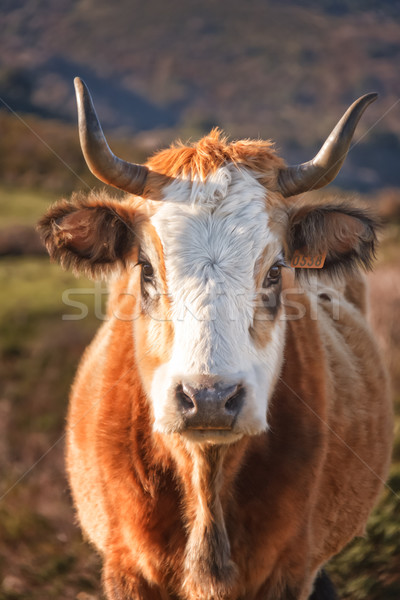 Corsican Cow at Col de San Colombano Stock photo © Joningall