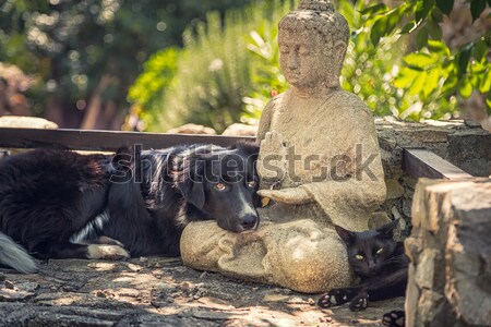 Psa kot Buddy posąg kamień kroki Zdjęcia stock © Joningall