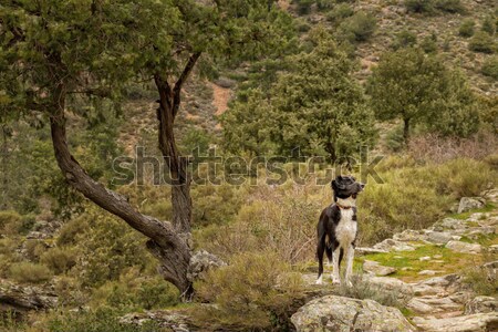Border Collie dog in the Tartagine valley in northern Corsica Stock photo © Joningall