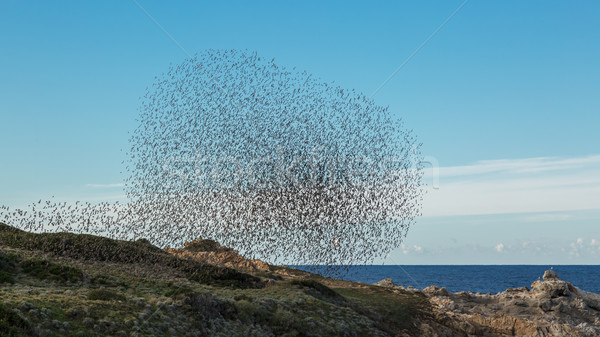 Murmuration of birds on the coast of Corsica Stock photo © Joningall