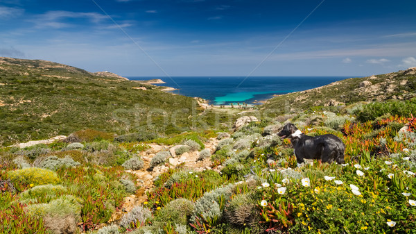 Border Collie dog in the maquis at La Revellata in Corsica Stock photo © Joningall