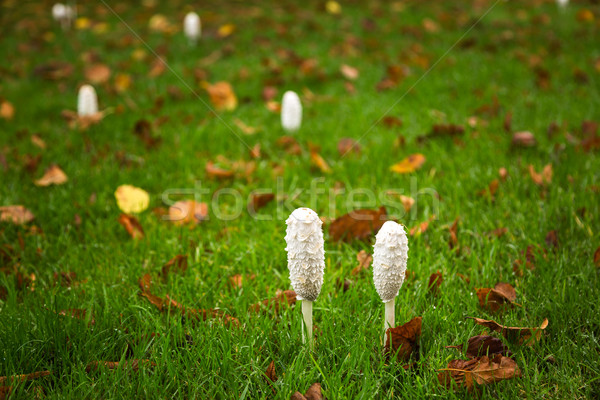 Stockfoto: Inkt · cap · nat · gras · twee