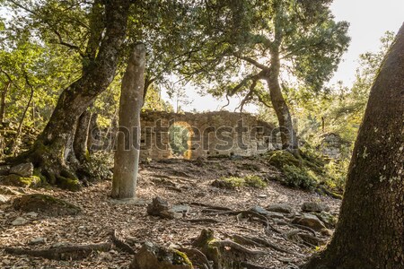 Ruines oude corsica zonlicht streaming bos Stockfoto © Joningall