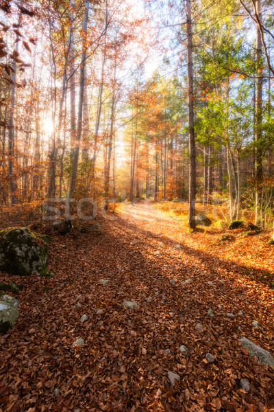 Camino dorado hojas de otoño forestales córcega árboles Foto stock © Joningall