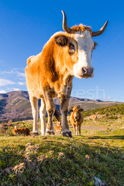 Vaca libre región córcega ojo paisaje Foto stock © Joningall