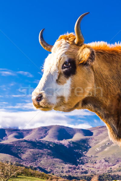Corsican Cow at Col de San Colombano Stock photo © Joningall