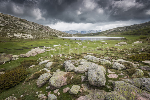 Corsica bergen stream groene voorgrond Stockfoto © Joningall