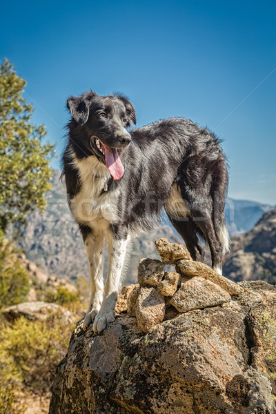 Border collie dog on rocky outcrop in Corsica Stock photo © Joningall