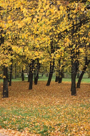 Herbst Wald nice natürlichen Frühling Stock foto © jonnysek