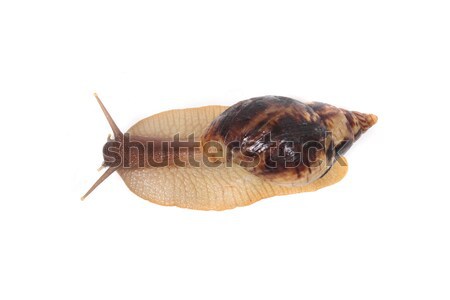Stock photo: snail