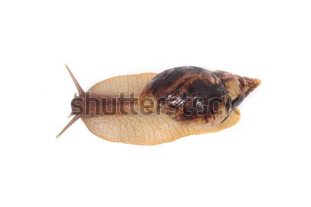 snail Stock photo © jonnysek