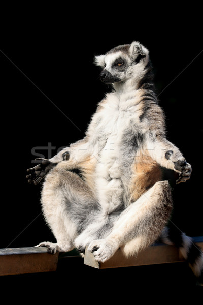lemur monkey  Stock photo © jonnysek