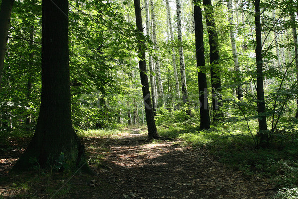 deep czech forest Stock photo © jonnysek