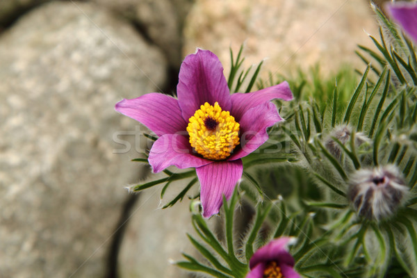 pasqueflower Stock photo © jonnysek