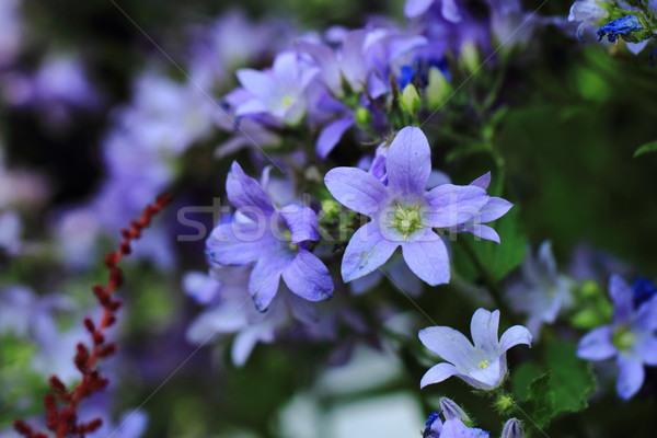 bell-flowers background Stock photo © jonnysek