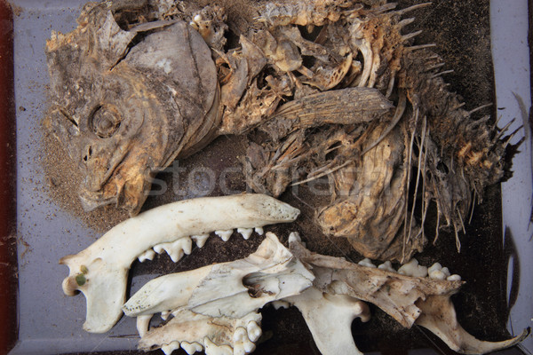 carp fish and pig head skeleton  Stock photo © jonnysek