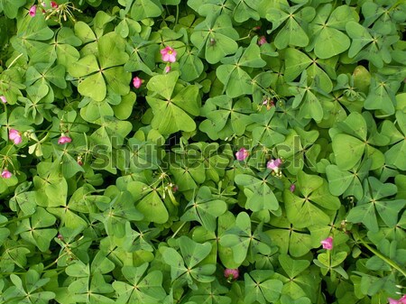Stock photo: beans plants and flowers 