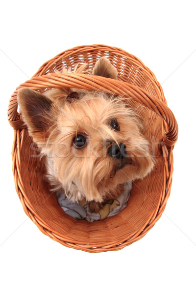 Terrier aislado blanco pelo belleza retrato Foto stock © jonnysek