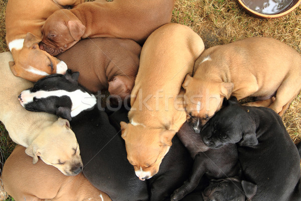 American Pit Bull Terrier dogs Stock photo © jonnysek