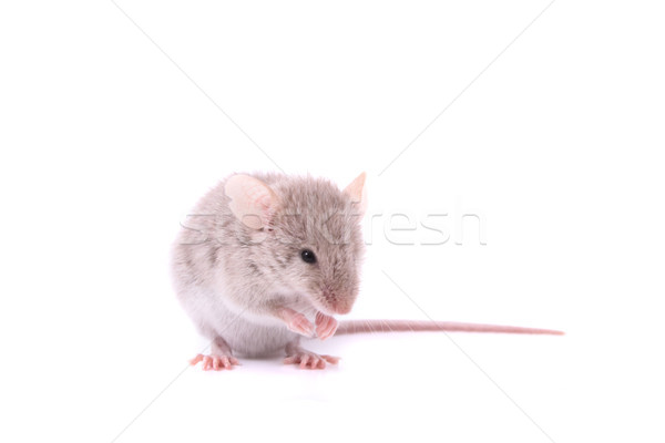 mouse Stock photo © jonnysek
