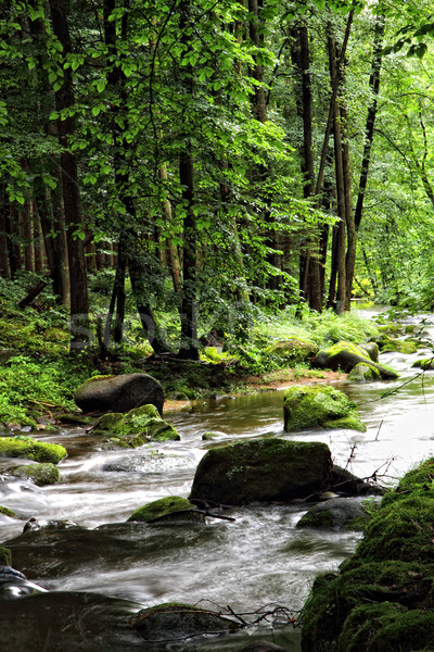 Stockfoto: Klein · rivier · diep · bos · voorjaar · Tsjechische · Republiek