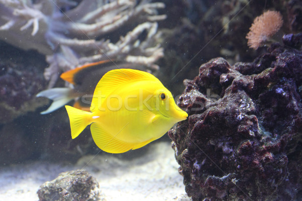 exotic fish Stock photo © jonnysek