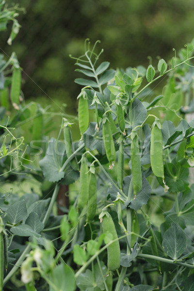 fresh green pea Stock photo © jonnysek