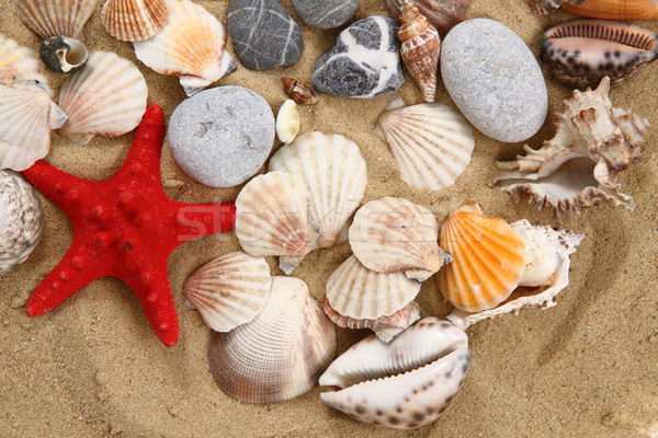 Lata morza muszle żółty piasku nice Zdjęcia stock © jonnysek