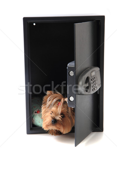 dog in the safe  Stock photo © jonnysek