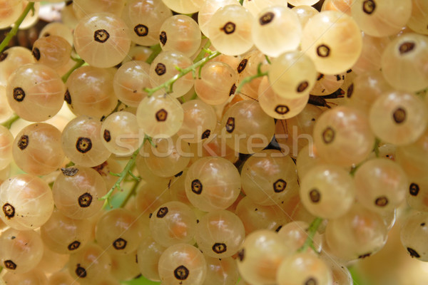 Groseille Nice naturelles alimentaire nature feuille [[stock_photo]] © jonnysek