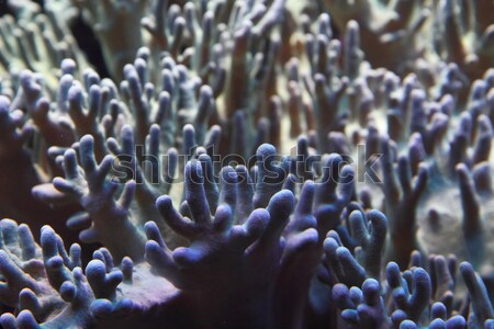 detail of coral background Stock photo © jonnysek